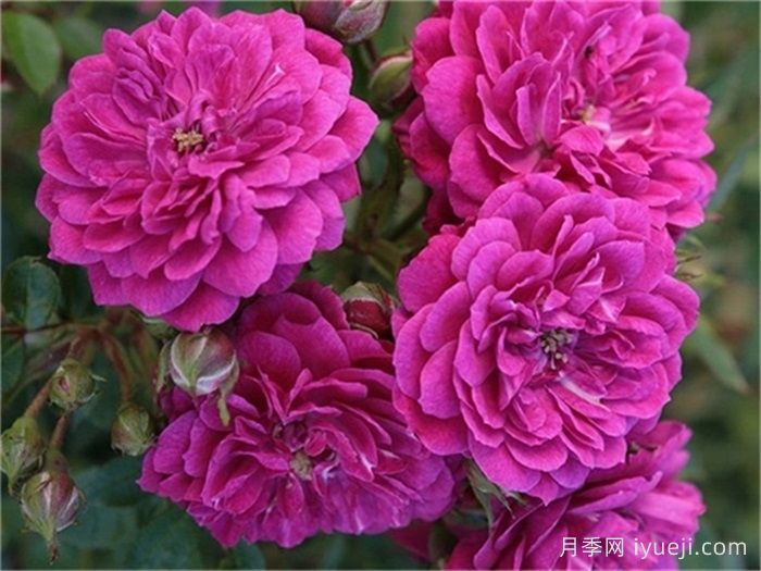 紫雨月季Purple Rain(科德斯)(图1)