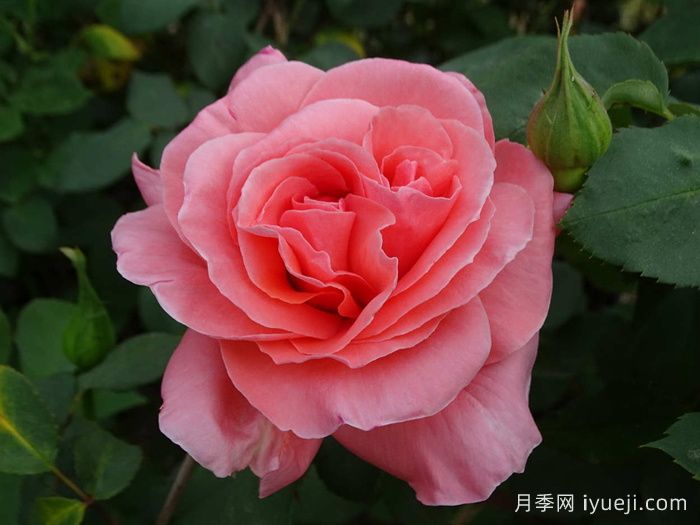 祝福月季Blessing(图1)