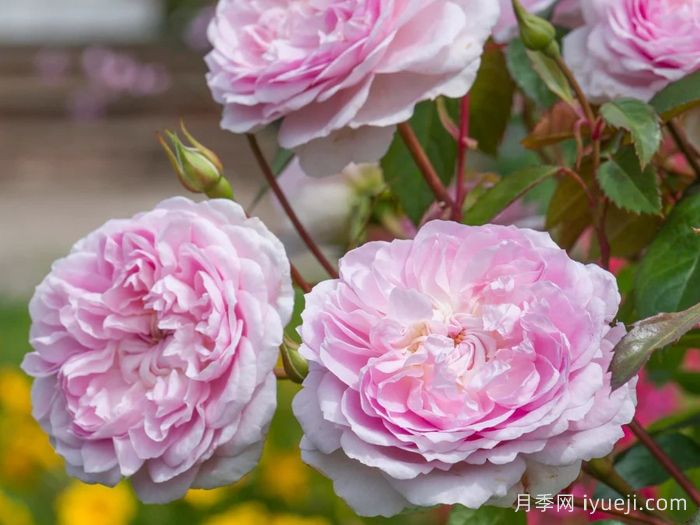 织工马南月季/塞拉斯马南月季Silas Marner(图3)