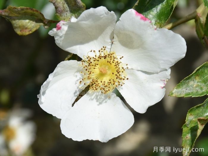 泽西美人月季/泽西美女Jersey Beauty(图2)