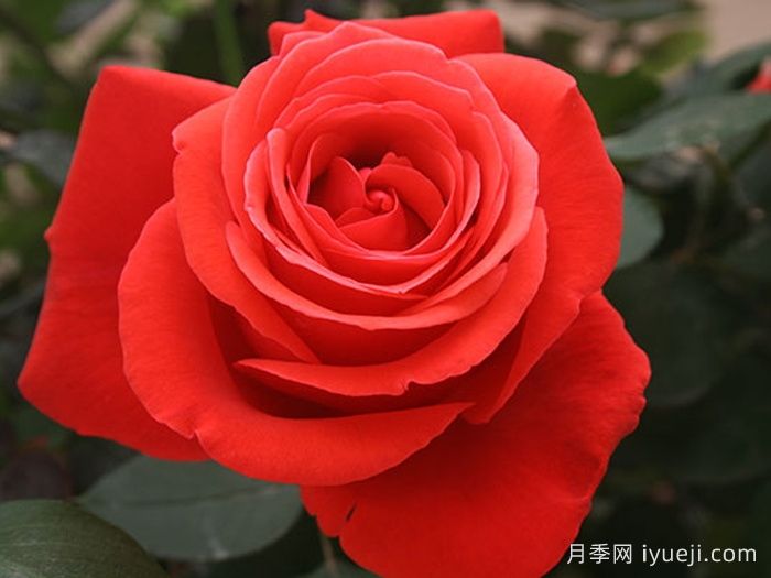 绯扇月季/菲扇Hiogi(图1)