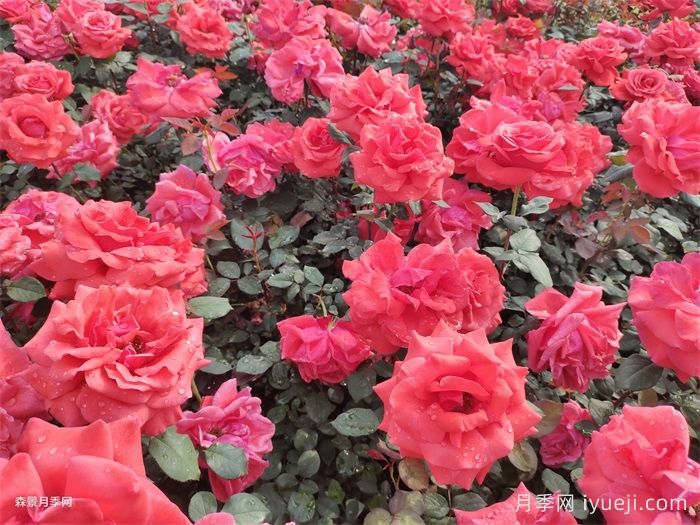 绯扇月季/菲扇Hiogi(图4)