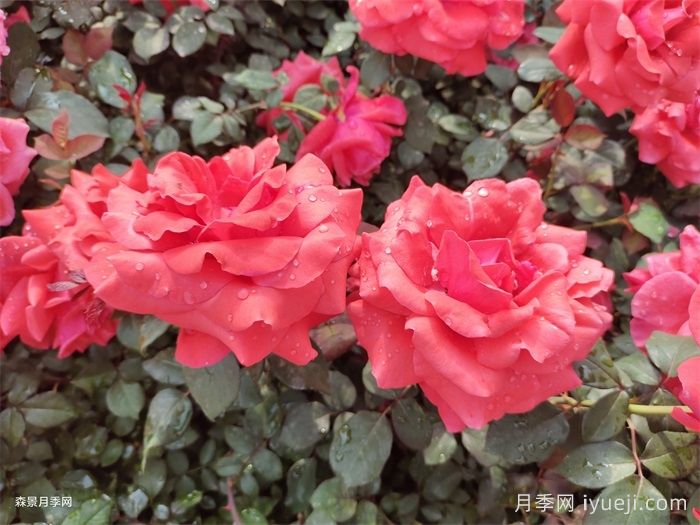 绯扇月季/菲扇Hiogi(图6)