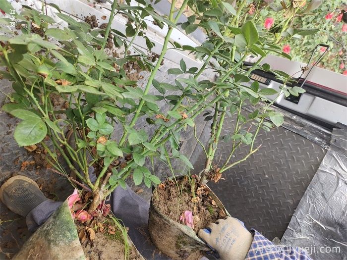 粉扇月季Fenshan(图8) 粉扇月季Fenshan(图8)