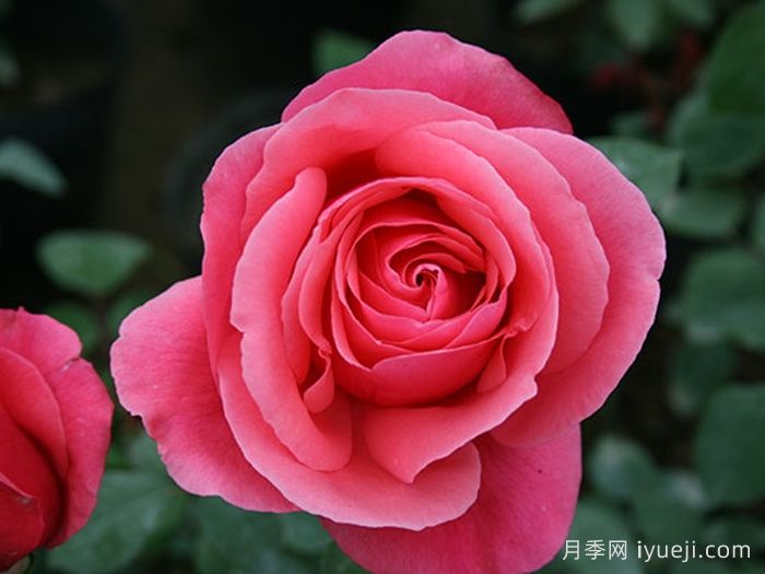 粉扇月季Fenshan(图2) 粉扇月季Fenshan(图2)