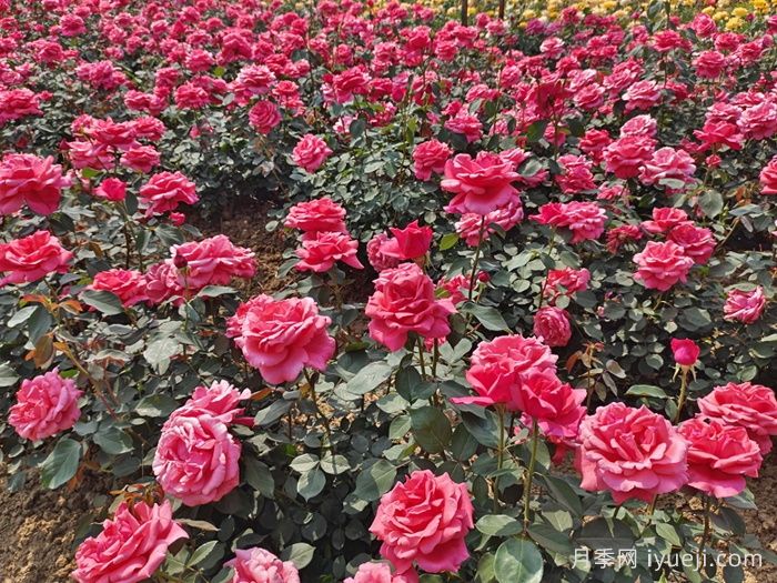 粉扇月季Fenshan(图4) 粉扇月季Fenshan(图4)