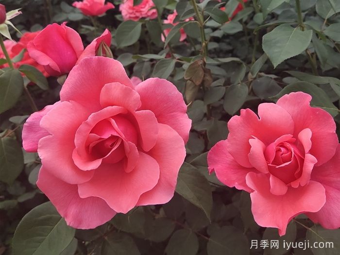 粉扇月季Fenshan(图5) 粉扇月季Fenshan(图5)