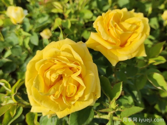 金凤凰月季Golden Scepter(图3)