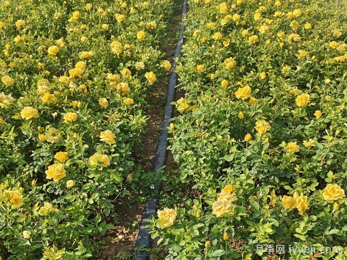 金凤凰月季Golden Scepter(图5)