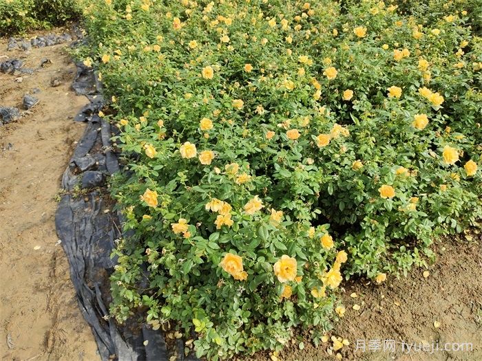 黄从容月季/黄丛蓉Yellow Leisure Liness(图5)