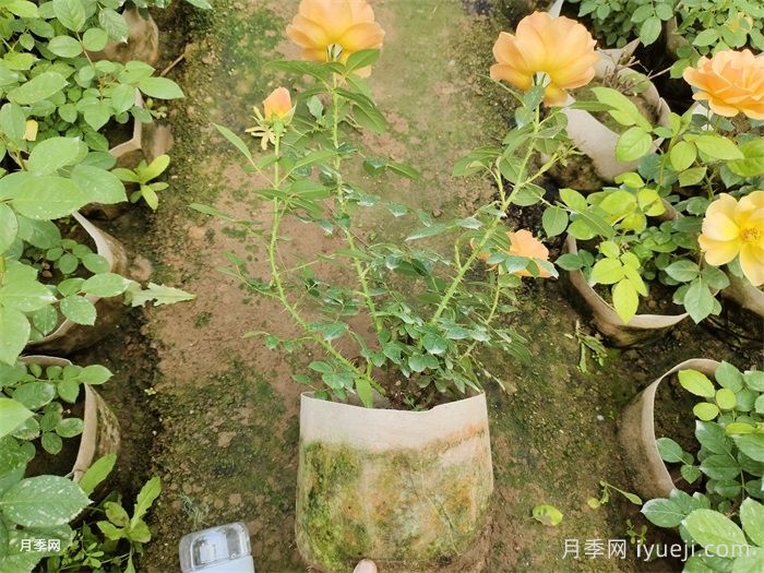 黄从容月季/黄丛蓉Yellow Leisure Liness(图6)