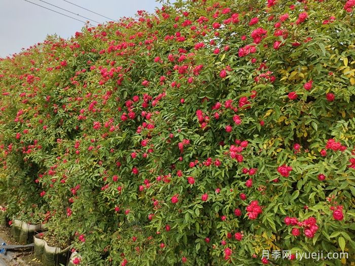 红木香月季/藤本红柯斯特/四季红木香Cl Dick koster(图6)