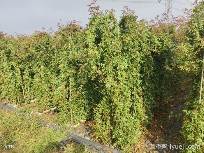 红木香月季/藤本红柯斯特/四季红木香Cl Dick koster(图7)