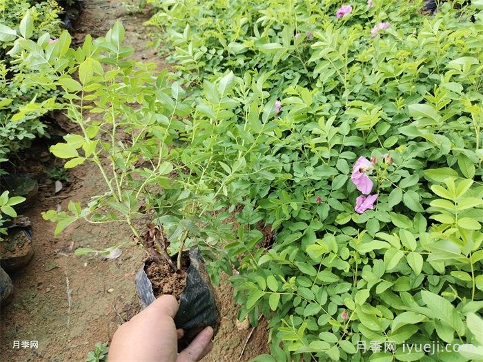 四季玫瑰/紫枝玫瑰/平阴二号(图5)