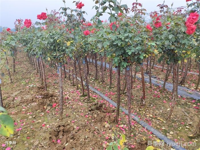 3公分树状月季/3公分月季树(图2)