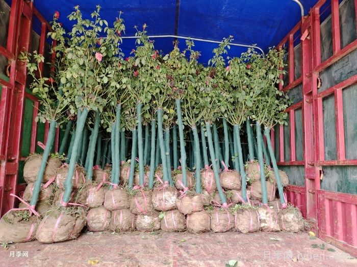 3公分树状月季/3公分月季树(图5)