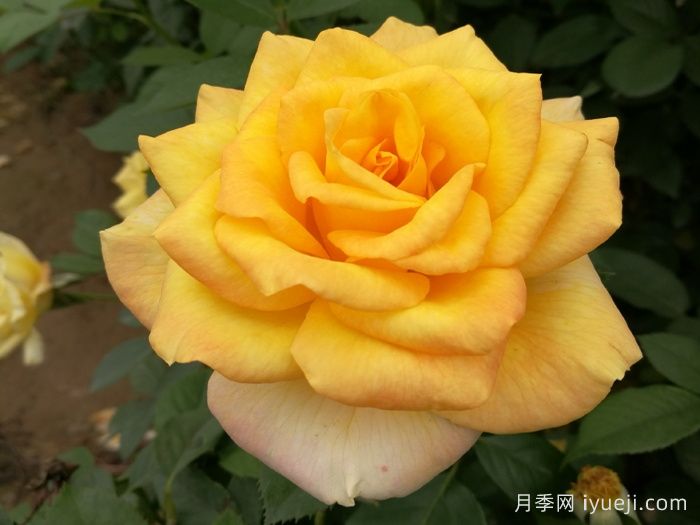 金奖章月季Gold Medal(图1) 金奖章月季Gold Medal(图1)