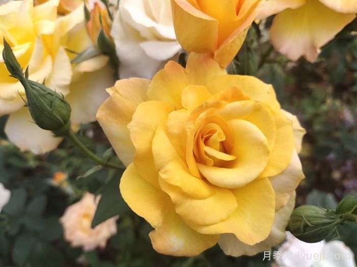 金奖章月季Gold Medal(图4) 金奖章月季Gold Medal(图4)