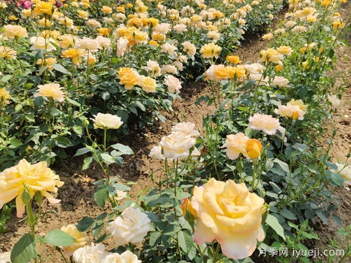 金奖章月季Gold Medal(图5) 金奖章月季Gold Medal(图5)