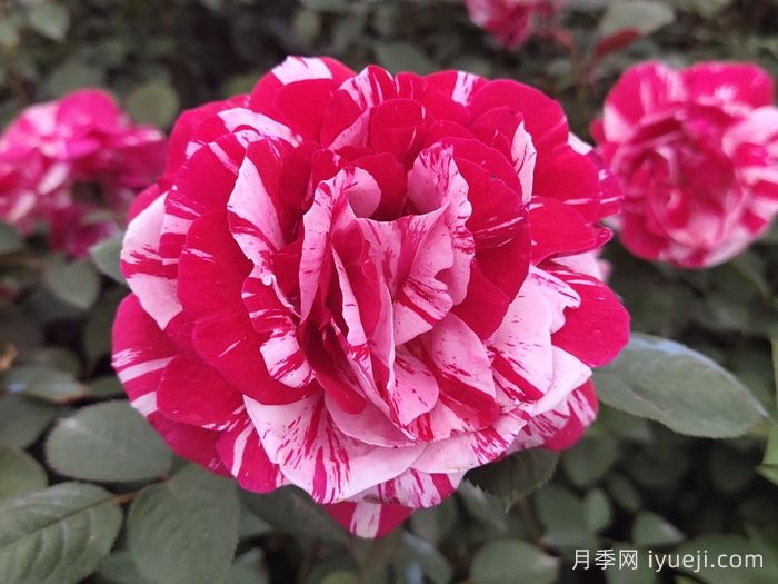 节日礼花月季(图1)