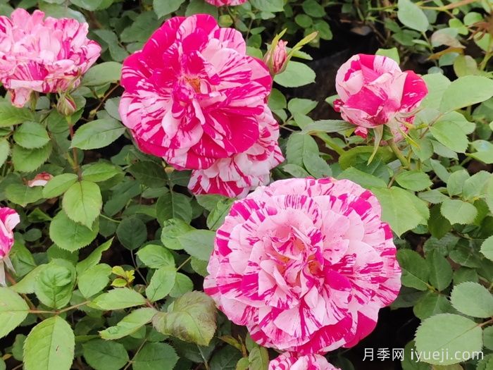 节日礼花月季(图4)