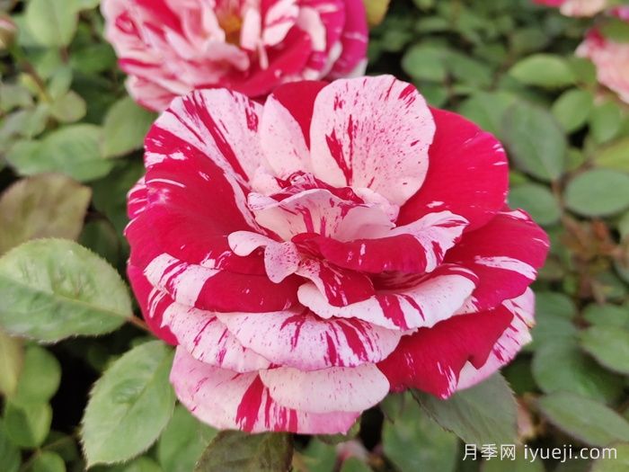 节日礼花月季(图5)