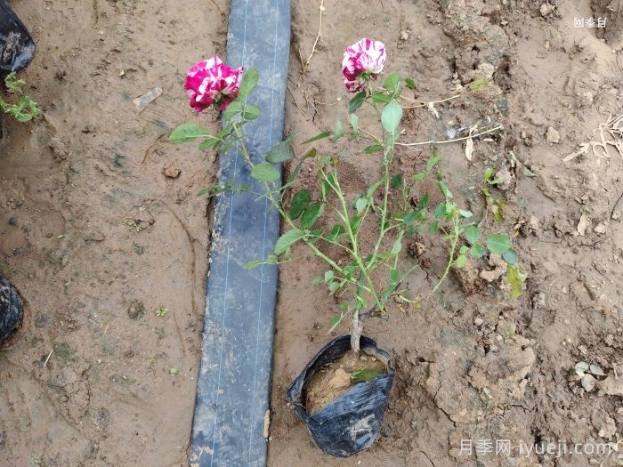 节日礼花月季(图6)