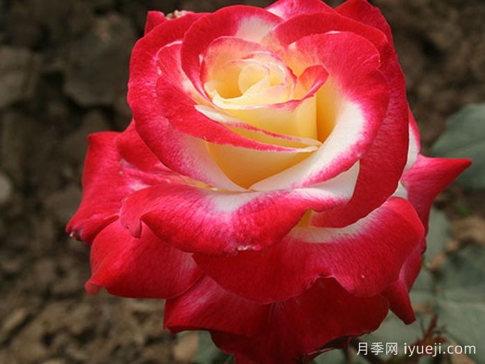 红双喜月季/双份喜悦月季Double Delight(图2)