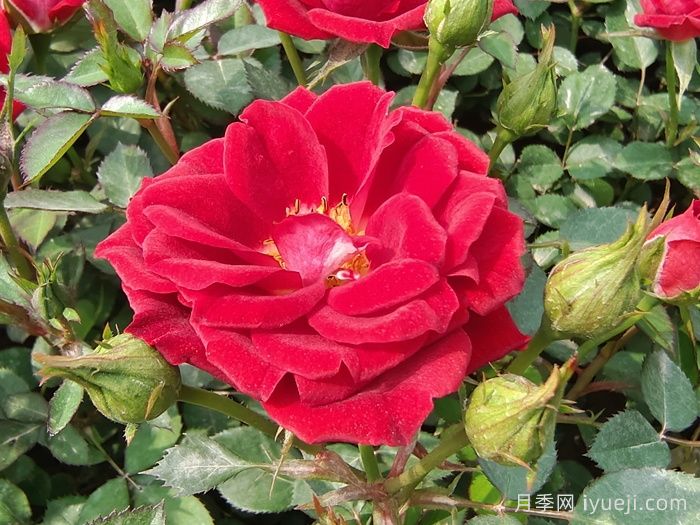 小女孩月季Maidy(图1)