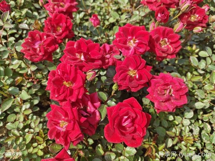 小女孩月季Maidy(图2)