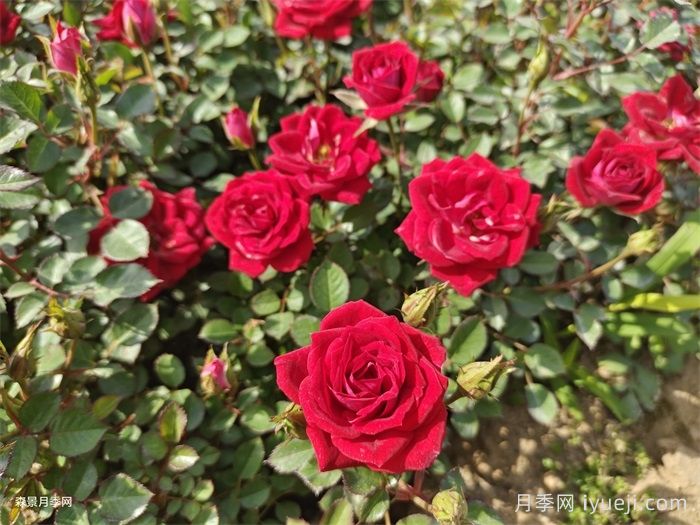 小女孩月季Maidy(图5)