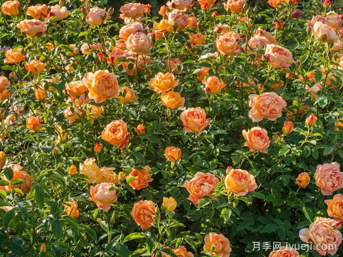 夏洛特夫人月季/夏洛特女郎Lady of Shalott(图5)