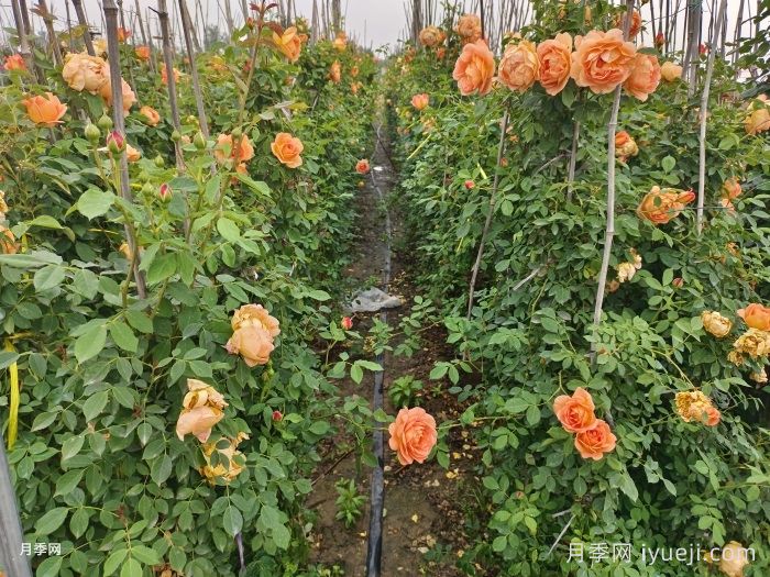 夏洛特夫人月季/夏洛特女郎Lady of Shalott(图6)