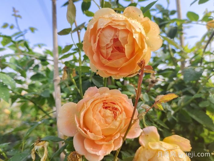 夏洛特夫人月季/夏洛特女郎Lady of Shalott(图7)