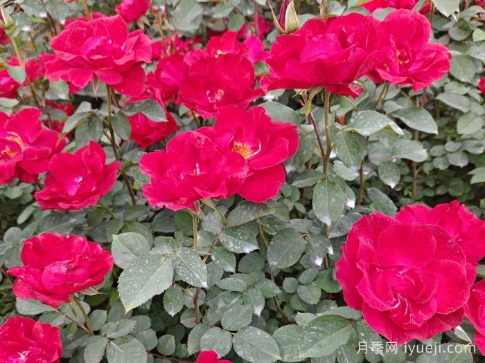 红帽子月季(图2)