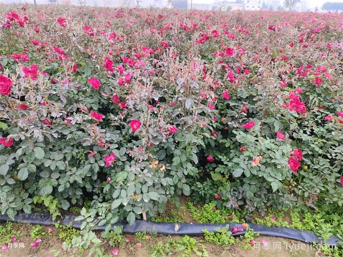 红帽子月季(图5)