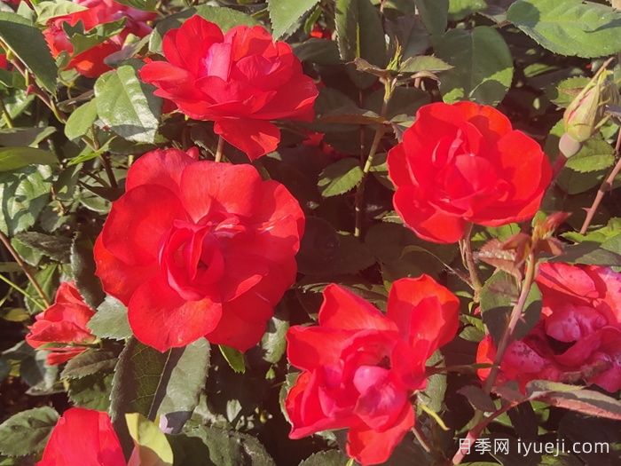 北京红月季(图4)