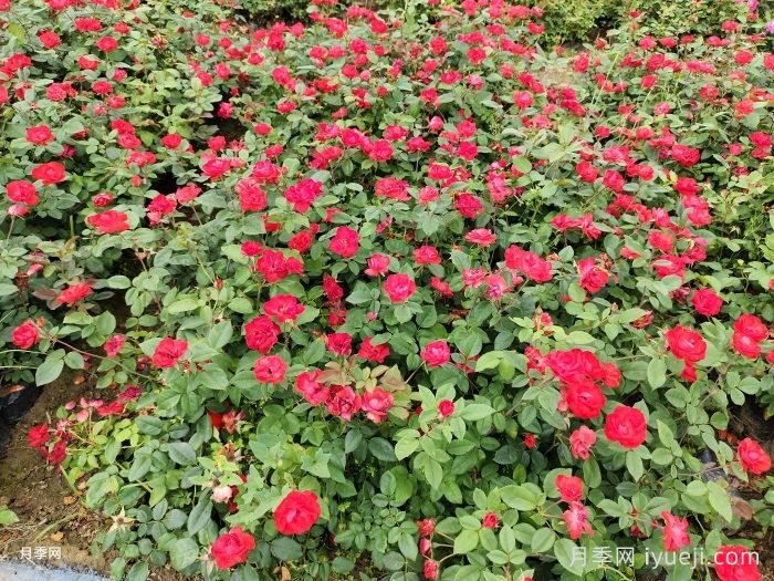 北京红月季(图8)