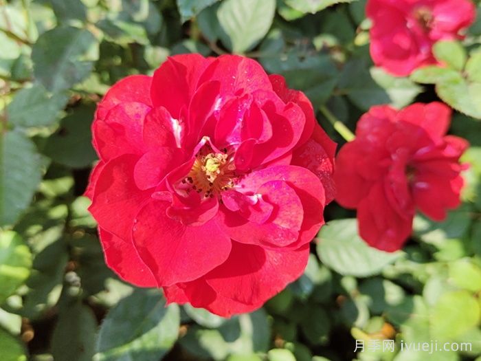 莫海姆月季/曼海姆宫殿月季Schloss Mannheim(图3)