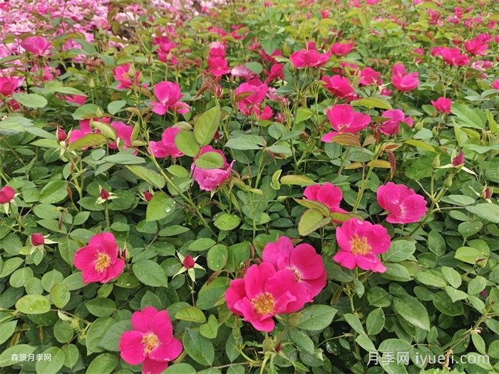 小桃红月季Marjorie Fair(图4)