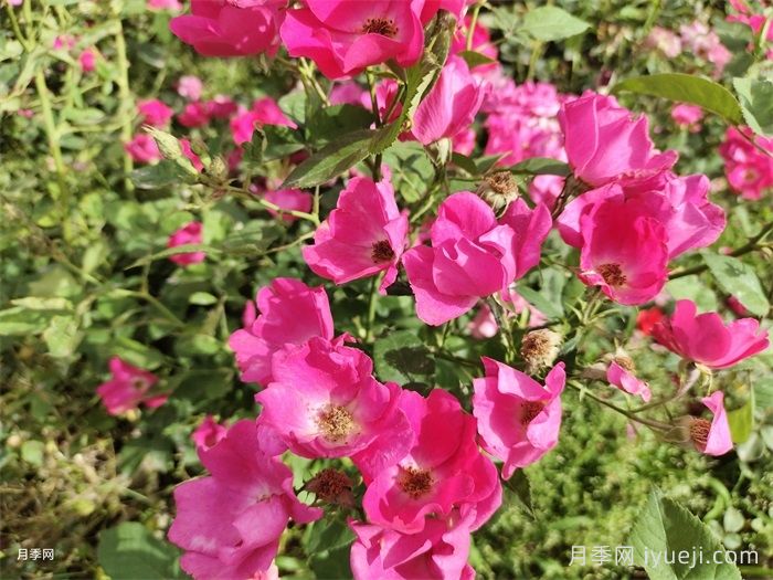 小桃红月季Marjorie Fair(图6)