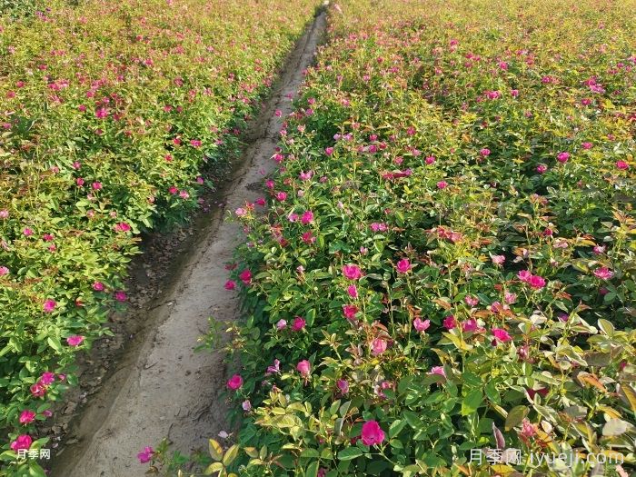 小桃红月季Marjorie Fair(图5)