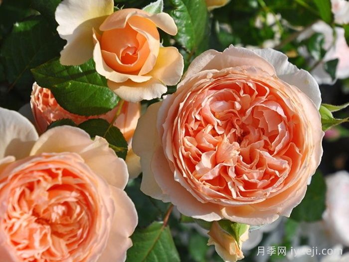 真宙月季Masora(图1)