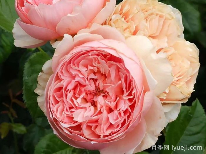 真宙月季Masora(图4)