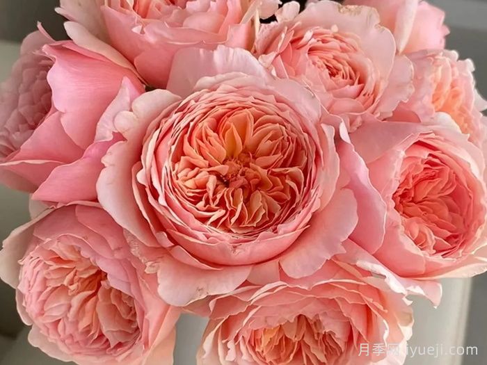 真宙月季Masora(图5)