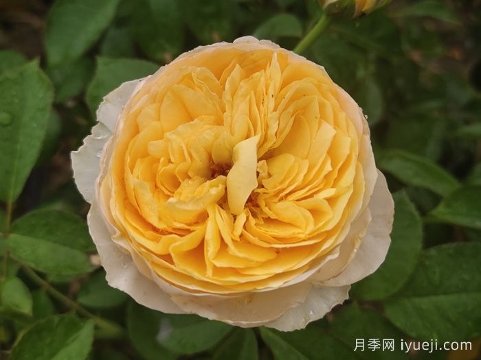 朱丽叶月季/切花朱丽叶Juliet(图1) 朱丽叶月季/切花朱丽叶Juliet(图1)