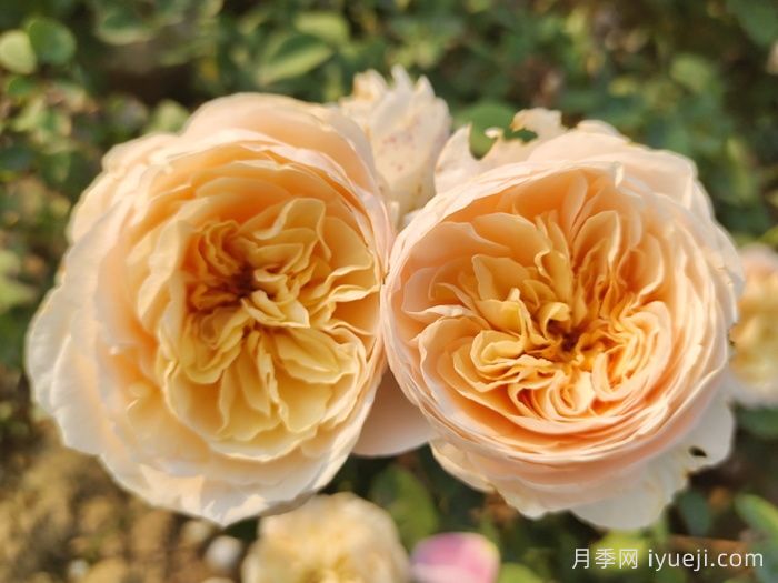 朱丽叶月季/切花朱丽叶Juliet(图2) 朱丽叶月季/切花朱丽叶Juliet(图2)