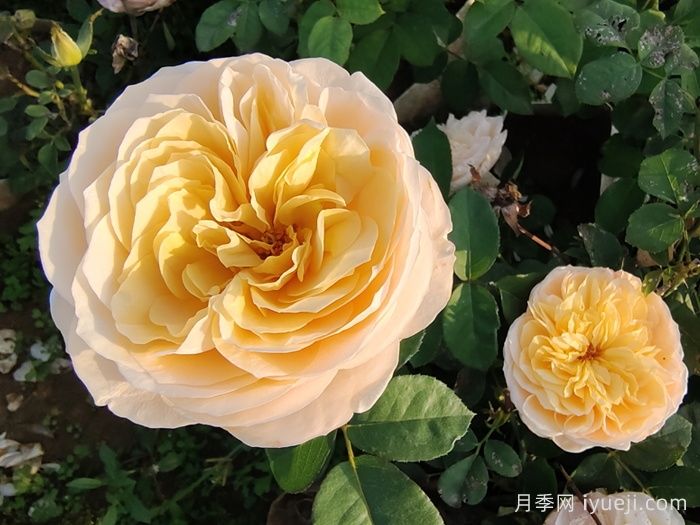 朱丽叶月季/切花朱丽叶Juliet(图3) 朱丽叶月季/切花朱丽叶Juliet(图3)