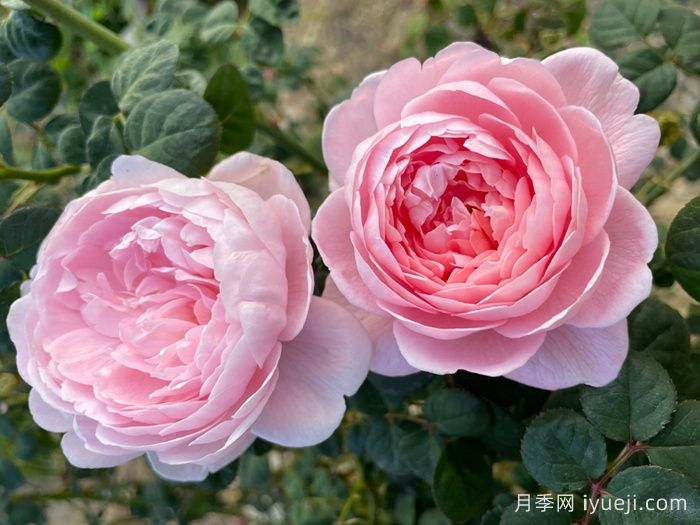 瑞典女王月季Queen of Sweden(图3)