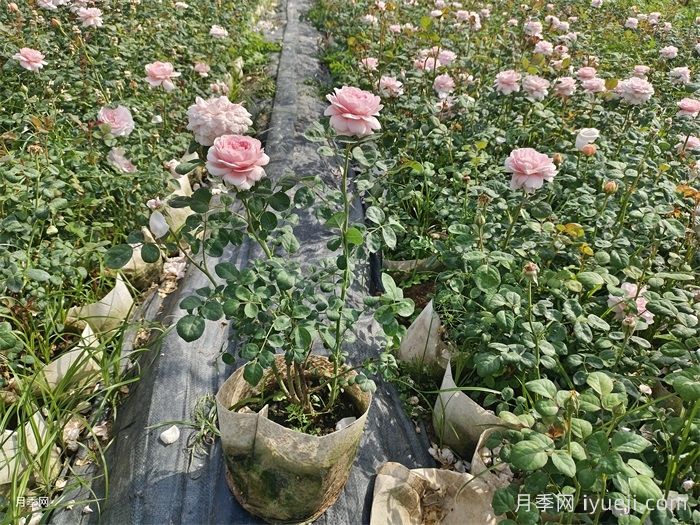 瑞典女王月季Queen of Sweden(图4)